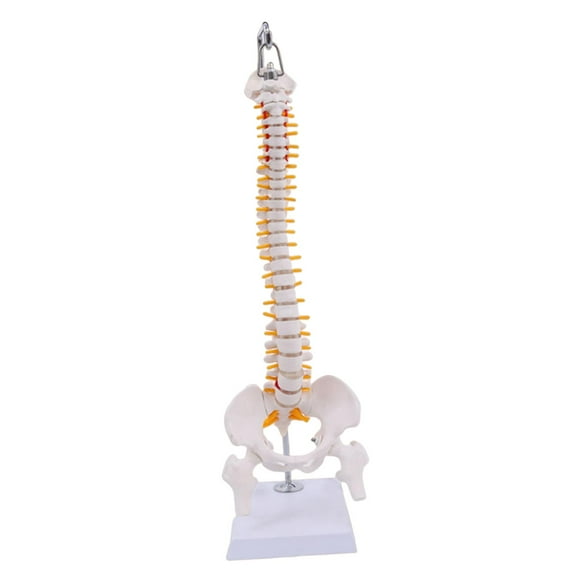 BELOVING Hanging Human Spine Model Flexible for Science Study Teaching Education Tool