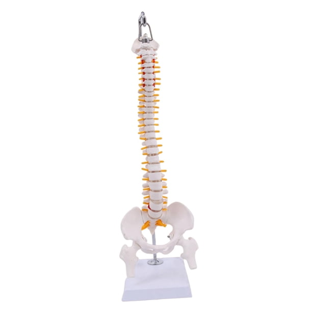 Modelo Colgante de Humana, Esqueleto Flexible, Decoración de Mesa, Modelo de con Pelvis Y Fémur Como Material Didáctico
