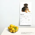 thumbnail image 4 of The Beauty of German Shepherd Puppies | 2024 12x24" Wall Calendar | StarGifts, 4 of 8