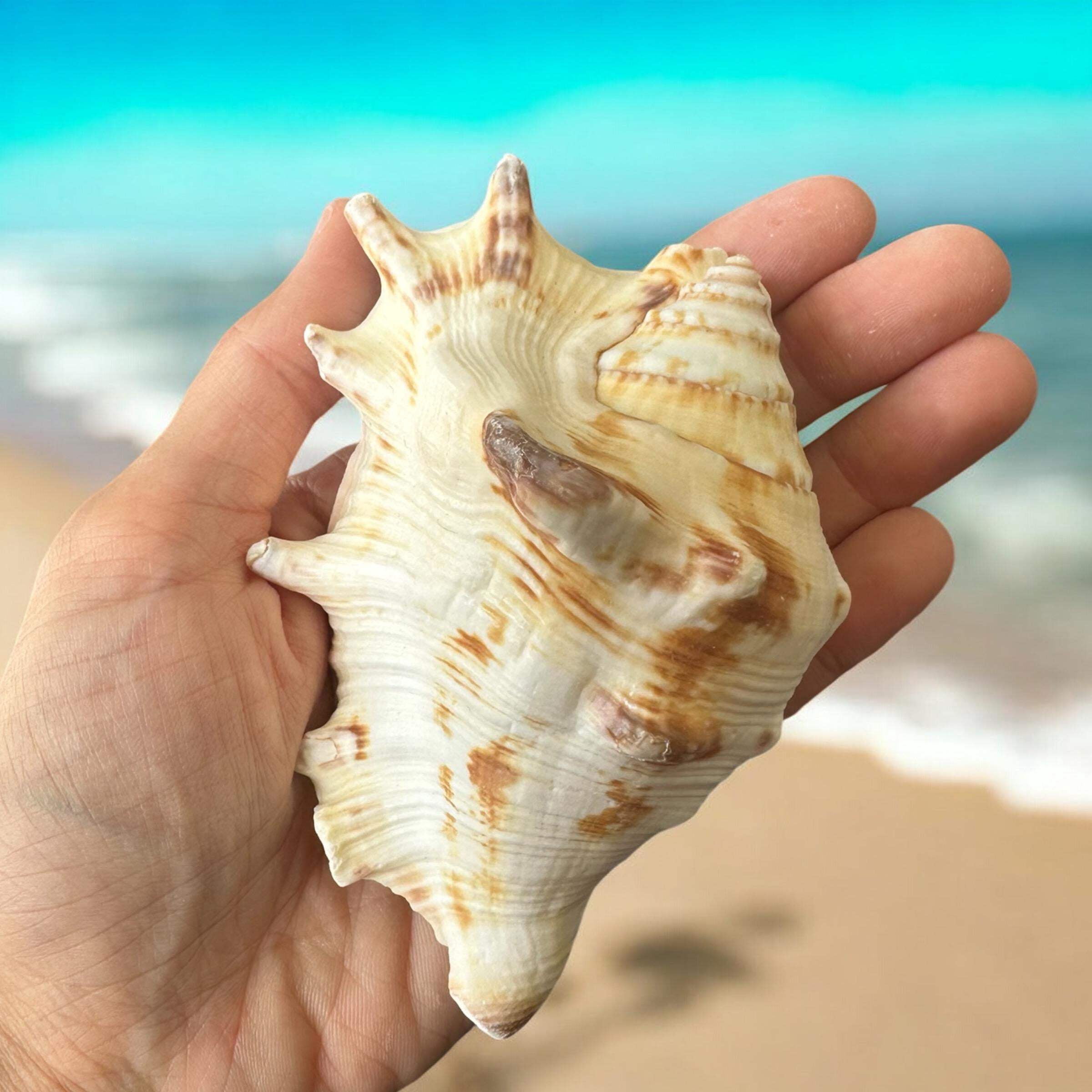 Large Conch Spiky Rare Seashell Decorative Big Sea Shell Coastal Beach Home Decor Nautical Art Craft Fish Tank Aquarium Decoration