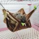 thumbnail image 2 of Small Animal Hammock - Hanging Bunk Bed and Warm Tunnel Hamster Nest Cage Squirrel Parrot Mouse Chinchilla Rat, 2 of 4