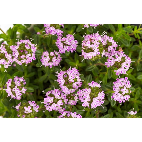3000 SUMMER SAVORY Satureja Hortensis Herb Purple Flower Seeds