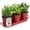 Brick Red, variant on Indoor Herb Garden Planter Set with Tray, Metal Windowsill Plant Pots with Drainage for Outdoor or Indoor Plants, Set/3 (White)