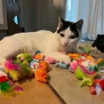 thumbnail image 4 of 56pcs/28pcs/14pcs Cat Toys Mixed Pack. A Combination of Various Plastic Toys and Plush Toys Suitable for Multiple Cats To Play, 4 of 9