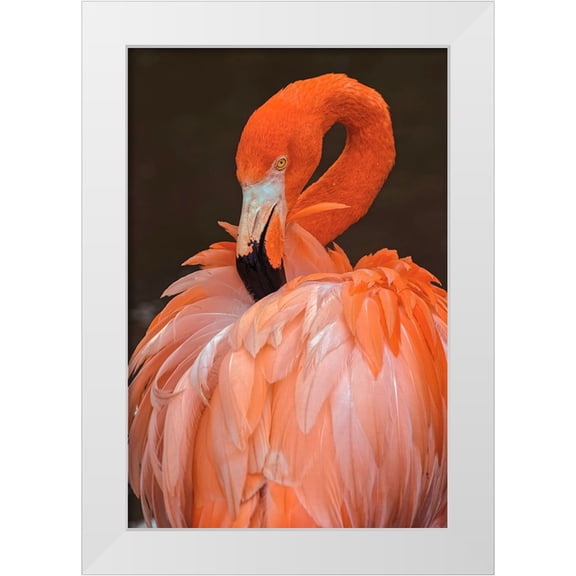Jones, Adam 11x14 White Modern Wood Framed Museum Art Print Titled - American flamingo preening feathers