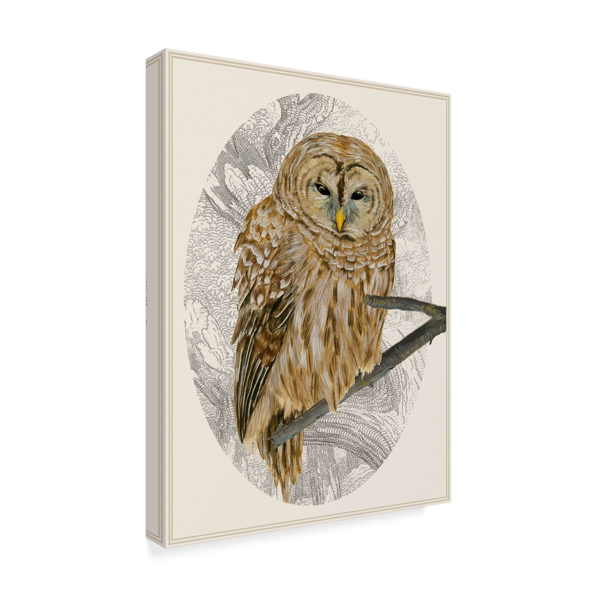 Barred Owl I' Canvas Art by Melissa Wang