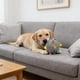thumbnail image 5 of Juguete interactivo de pelota de peluche para mascotas que suena con el timbre • Sonido de sonqueteo colorido • -Poliéster resistente • Bola de juego suave para interiores de 6,3 pulgadas • Lavable, 5 of 6