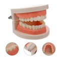 thumbnail image 4 of EeaseMX 1 modelo de dientes para niños, material didáctico y de estudio, modelo de dientes tipodonto estándar., 4 of 8
