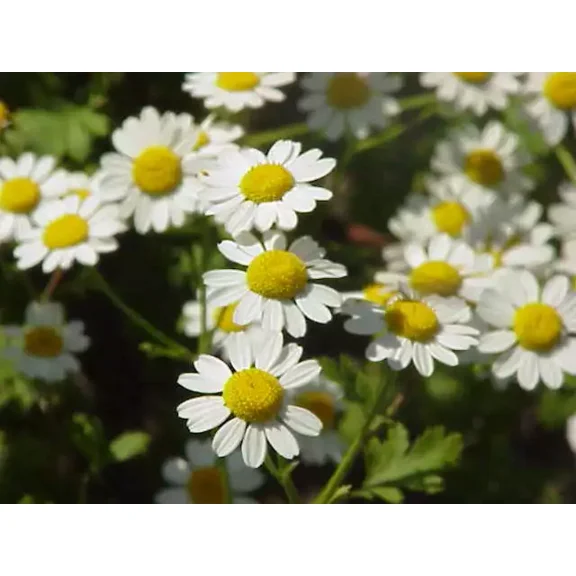 1,000 Tanacetum Parthenium Seeds - Feverfew Seeds - Medicinal Plants - Herb