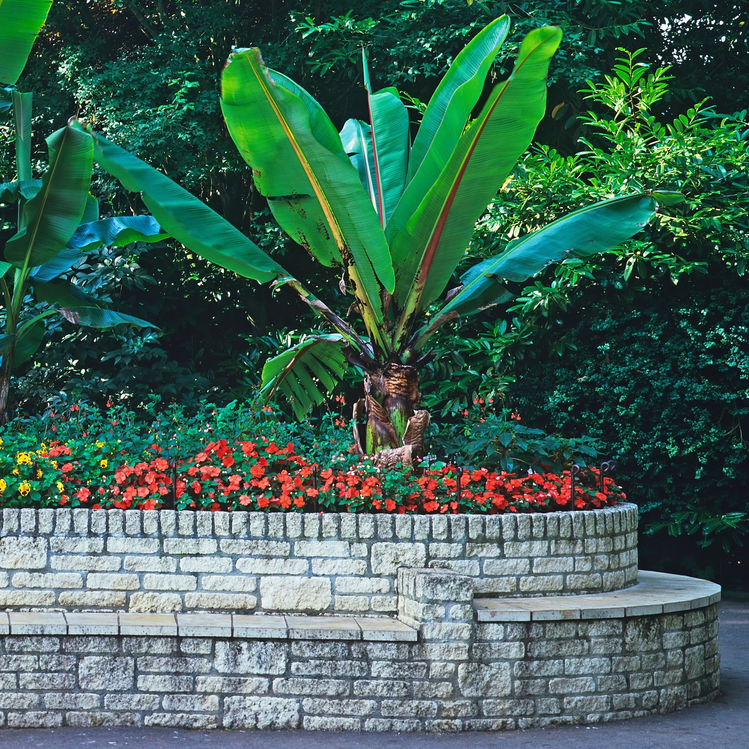 2.5 in. Impatiens Compact Electric Orange SunPatiens Live Annual with Part Sun (3-Pack)