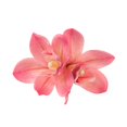 thumbnail image 1 of RYGRZJ Épingle à Cheveux Double Fleur Orchidée Pinces à Cheveux Mode Hawaïenne, 1 of 1