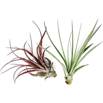 ragnaroc Air Plants - Tillandsia Variety Pack, Jumbo 5-9" - 2ct - Live Arrival Guaranteed - House Plants for Home Decor & Gift