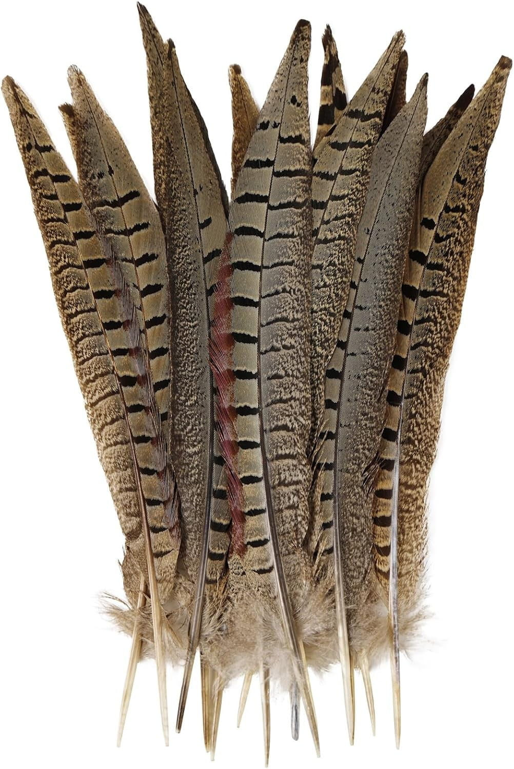 XOAIHY Natural Feathers Ringneck Pheasant Tails – Decorative