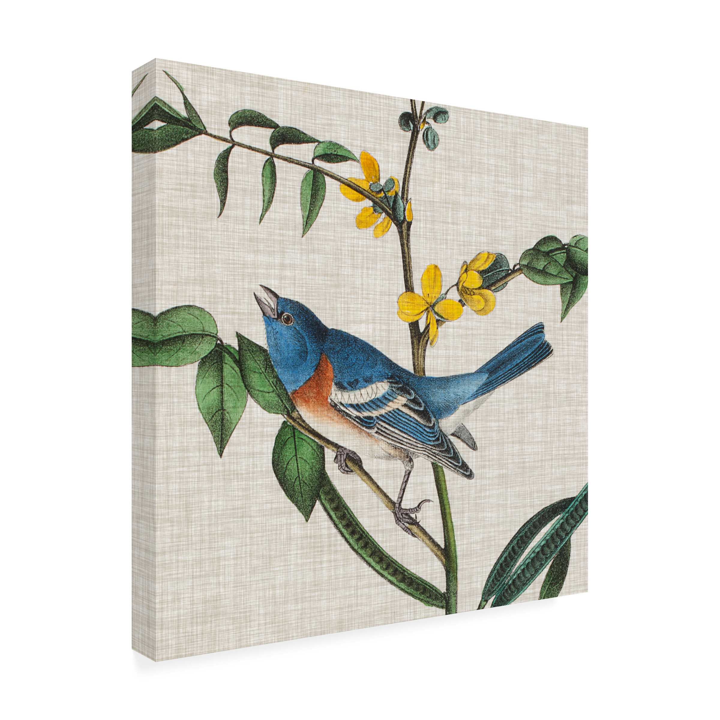 Trademark Fine Art John James Audubon Avian Crop Viii Canvas Wall Art - 24x24