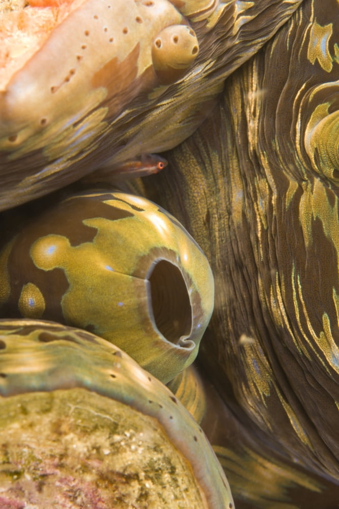 Giant Clam And Goby