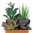 thumbnail image 6 of Northlight 7" Mixed Succulent Artificial Potted Arrangement - Green/Black, 6 of 8