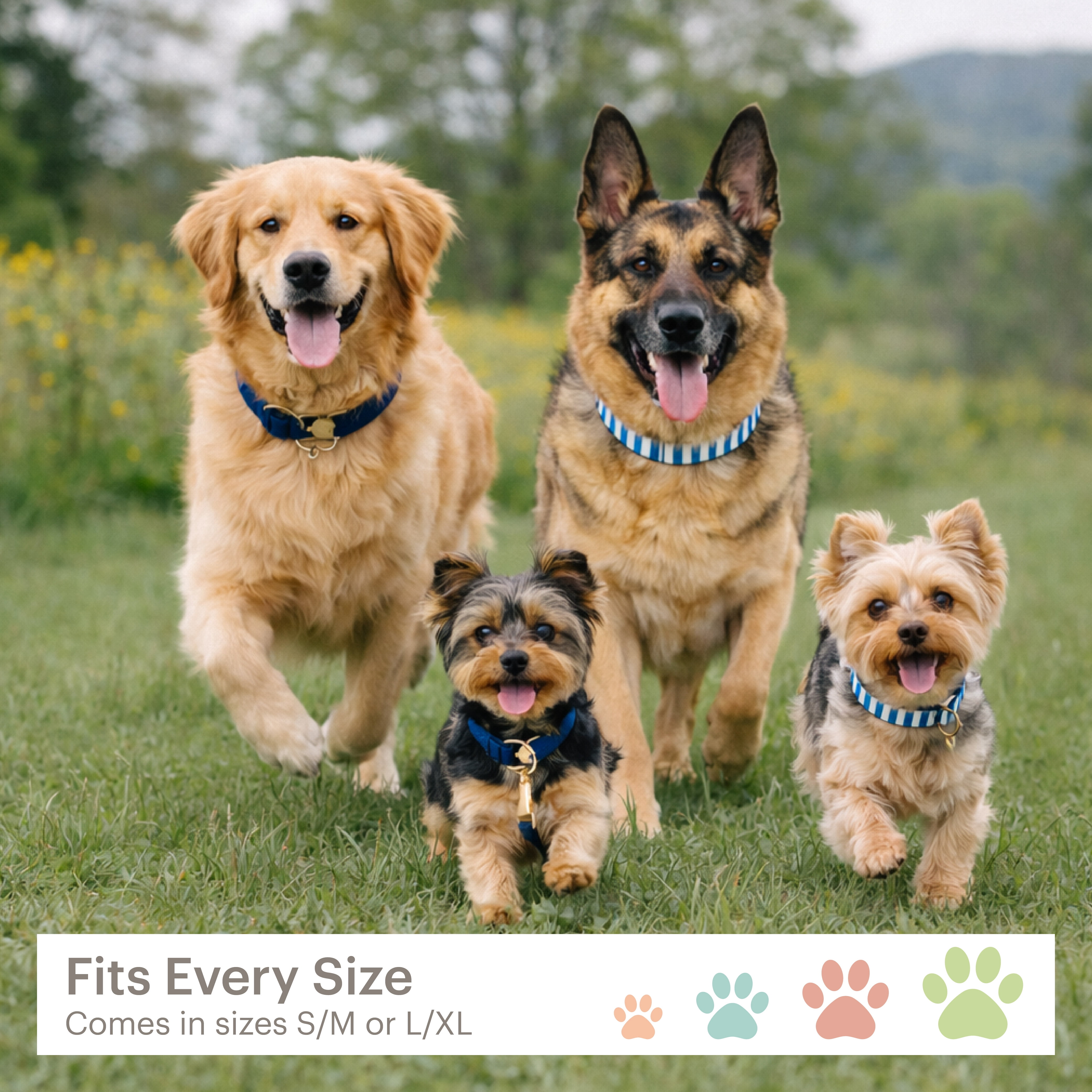 3 pc Leash Set Stripe