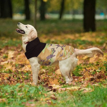 5 Tips For Helping Strays During The Winter Pets Helping Strays During The Winter