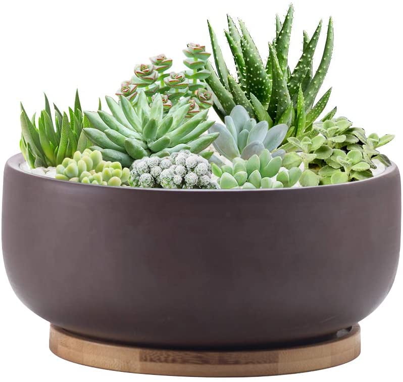 DecorXTerracotta Shallow Succulent Planter, 8 Inch Planter
