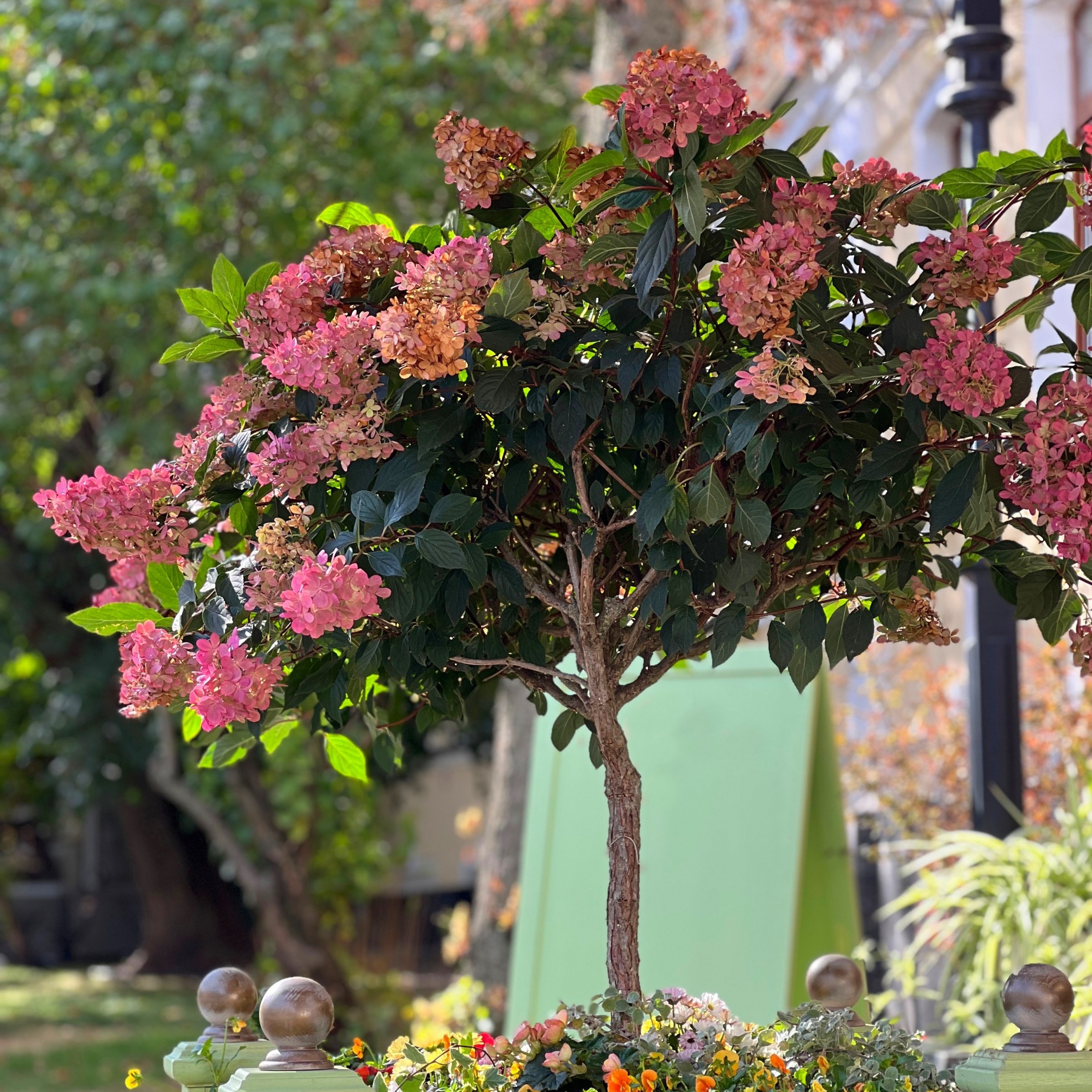 National Plant Network 1 gal. Hydrangea Vanilla Strawberry Tree