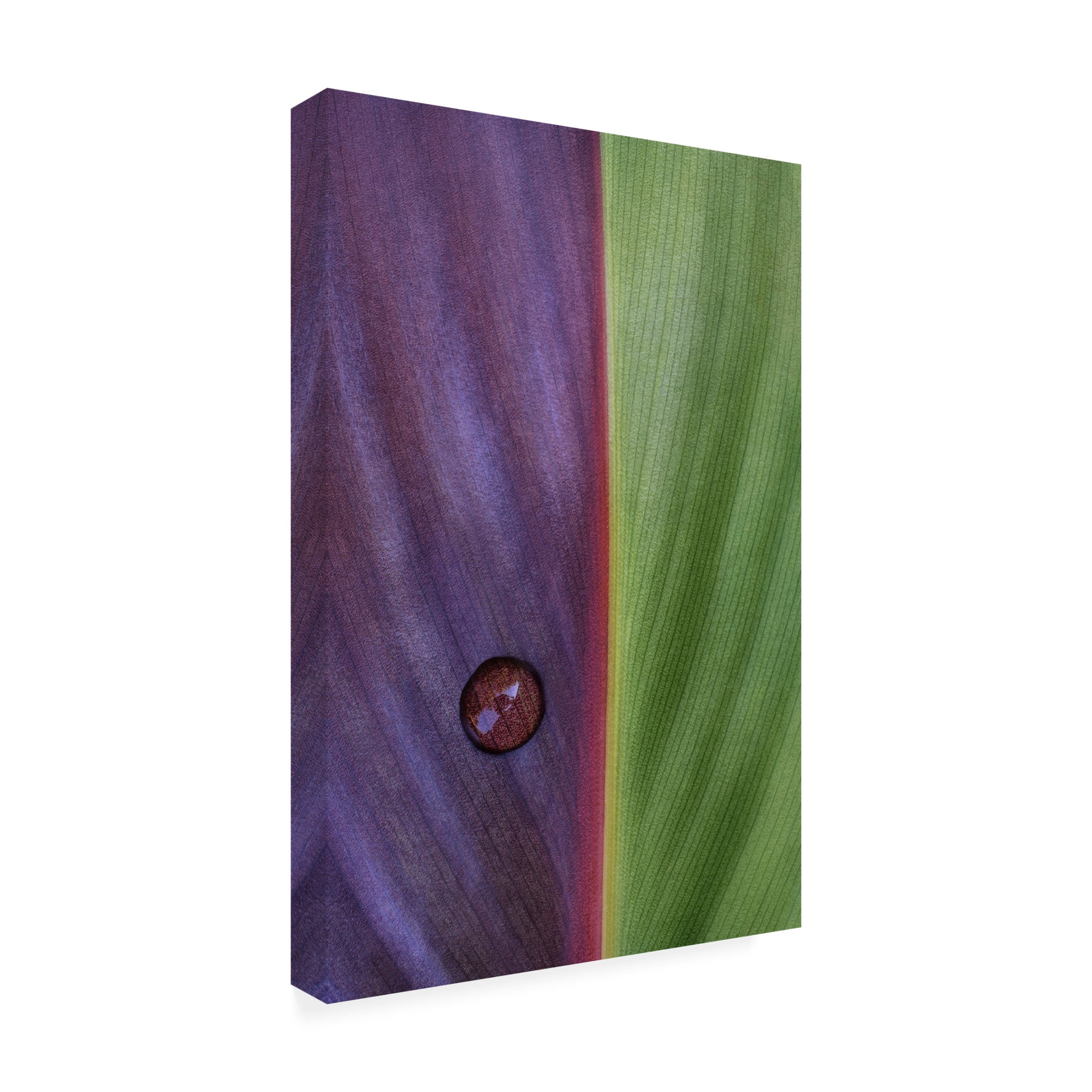 Canvas Wall Art - Stephen Clough 'Canna' Wall Art for Living Room, Bedroom, or Office D?cor by Trademark Fine Art - 12 x 19 Inches