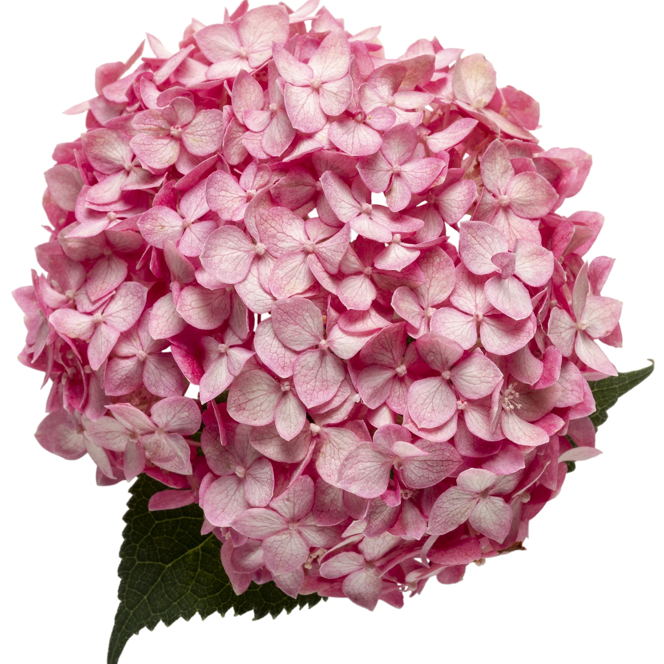 Proven Winners ColorChoice 6" Pink Invincibelle Spirit II Smooth Hydrangea Live Plant in 7.5" Pot