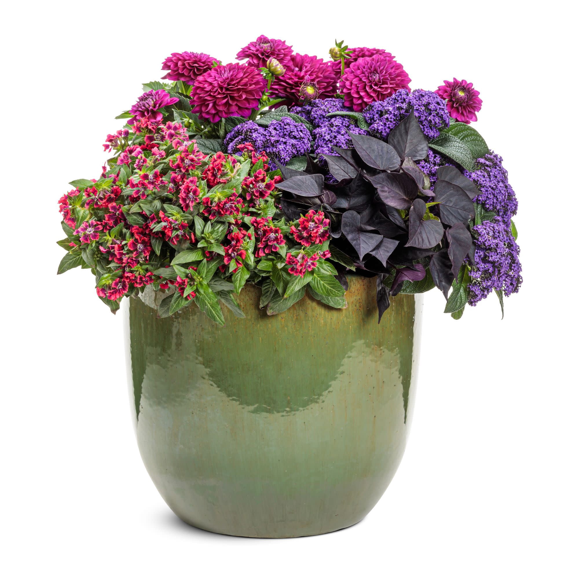 Proven Winners 8" Purple Virtuoso Vibrant Violet Dahlia Live Plant in 6.5" Pot