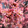 thumbnail image 3 of Live Cherry Blossom Flower Plant, Pink Cherry Flower for Zones 5-8, Dormant Tree from 3 to 5 inches Tall, 3 of 6