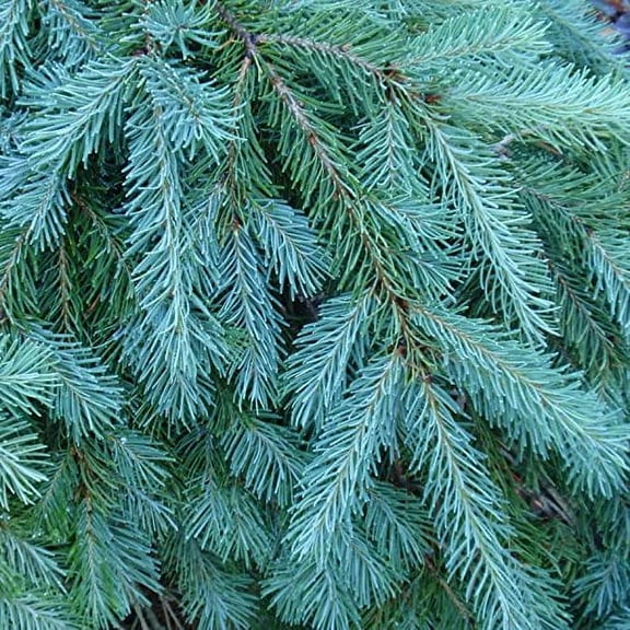 Tree Seeds - 20 Seeds of Blue Douglas Fir, Pseudotsuga menziesii glauca (Fragrant Evergreen)