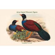 Otidiphaps Cervicalis - Grey-Naped Pheasant Pigeon-Fine Art Canvas Print (20" x 30")