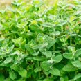 thumbnail image 4 of Fresh Assorted Mint Live Plant in 3.5 Inch Pot, Mint Herb Live Plant for Indoor Outdoor Growing, Spring Planting, 4 of 6