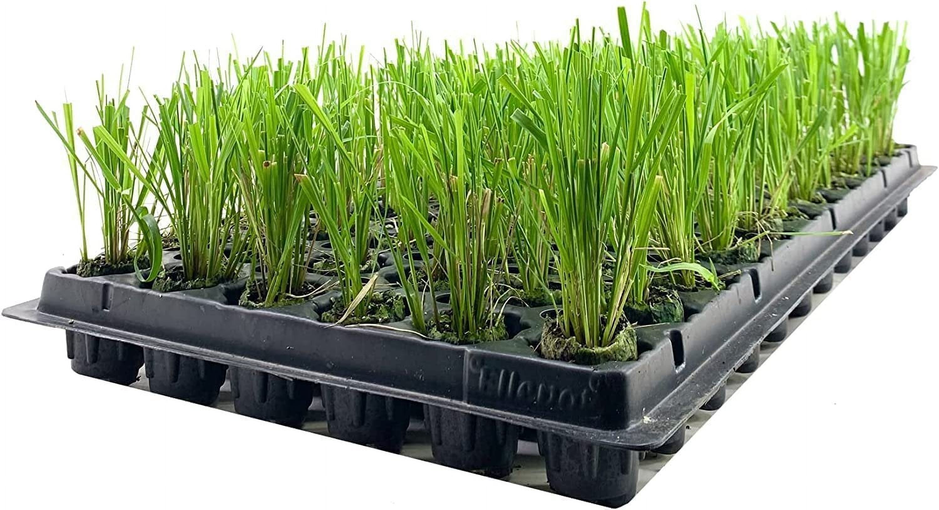 Feather Reed Grass Karl Foerster  3 Live Plants  Calamagrostis X Acutiflora  Drought Tolerant Cold Hardy Low Maintenance Ornamental Grass