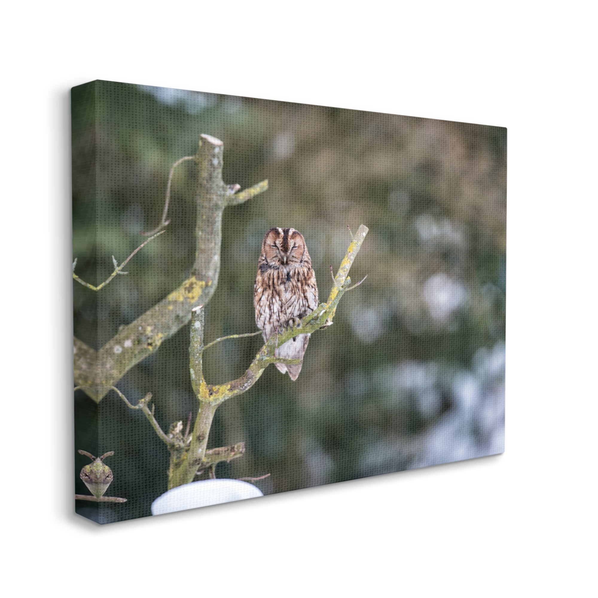 Stupell Industries Sleepy Owl Perched Snow Covered Nature Landscape Photograph Gallery Wrapped Canvas Print Wall Art, Design by James Dobson