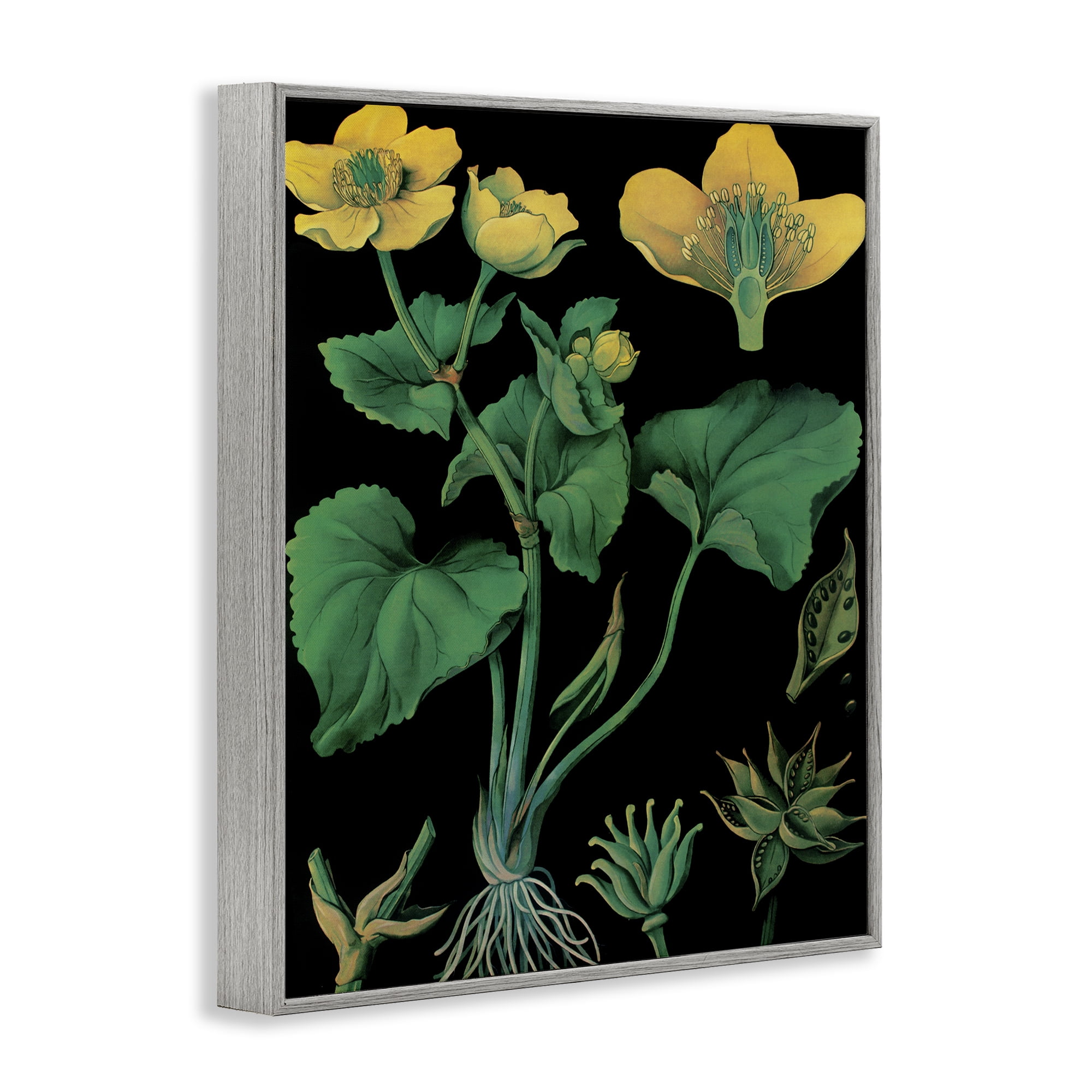 Stupell Industries Marsh Marigold Illustration Study Gray Framed Giclee Art, design by Vintage Hustle