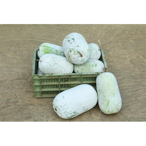 10 Winter Gourd Seeds for Planting - Grow Large Wax Gourds