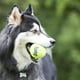 thumbnail image 3 of Pelota Squeakair Kong Amarillo Extra Chico Paquete de 3 Piezas, 3 of 3