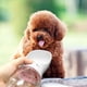 thumbnail image 3 of Botella de agua para perros, botella de agua para mascotas portátil, adecuada para beber agua para perros a prueba de fugas para caminar, adecuada para pequeños viajes al aire libre, viajes y sen, 3 of 5