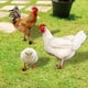 thumbnail image 4 of Gallo Gallina Pollo y Pollito para Jardín Xihbxyly Decoración de Jardín Al Aire Libre, 4 of 7