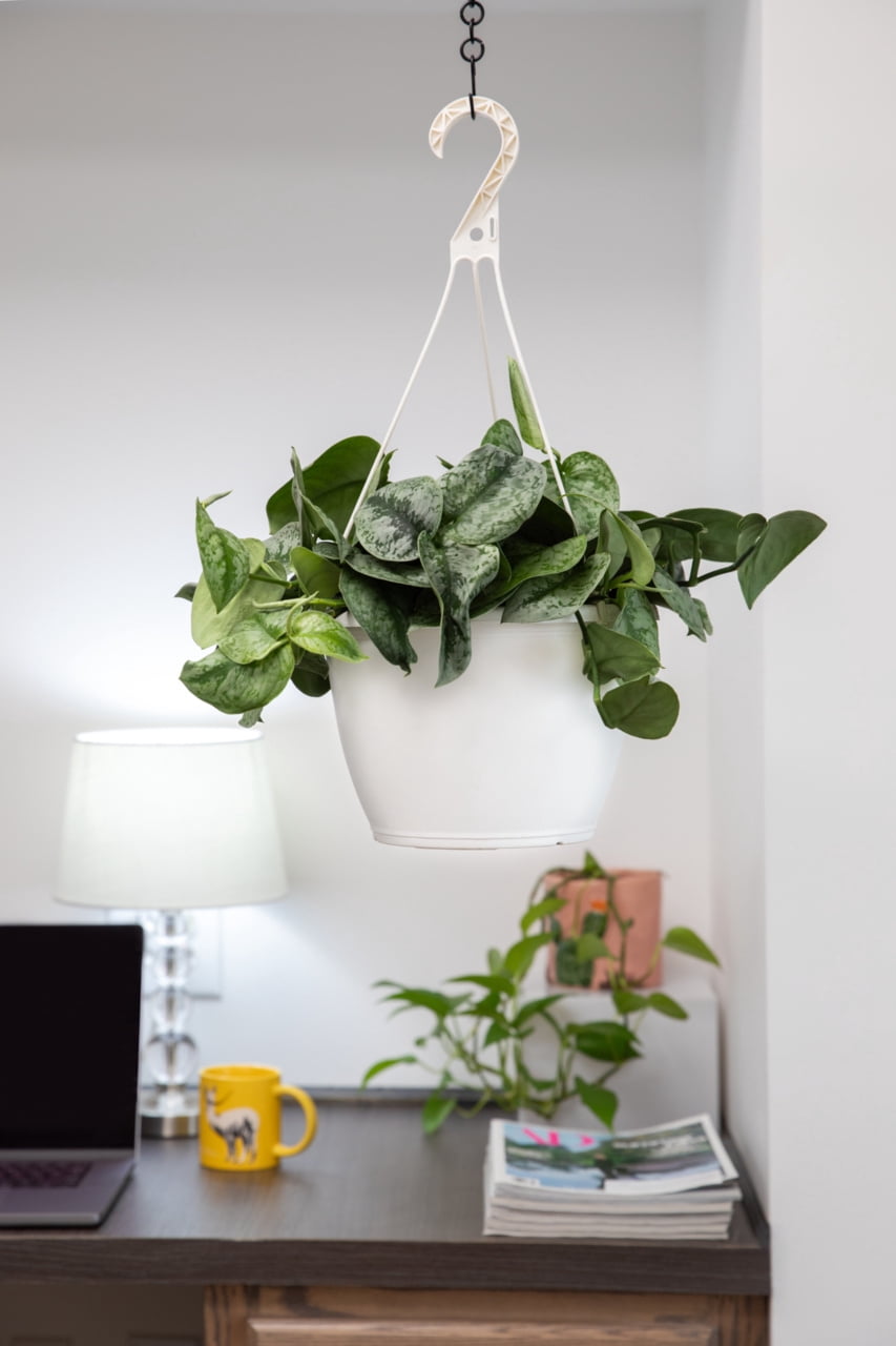 Expert Gardener 1.5G Variegated Pothos Live Plant in Hanging Basket
