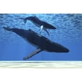 thumbnail image 2 of A humpback mother whale escorts her calf Poster Print, 2 of 2
