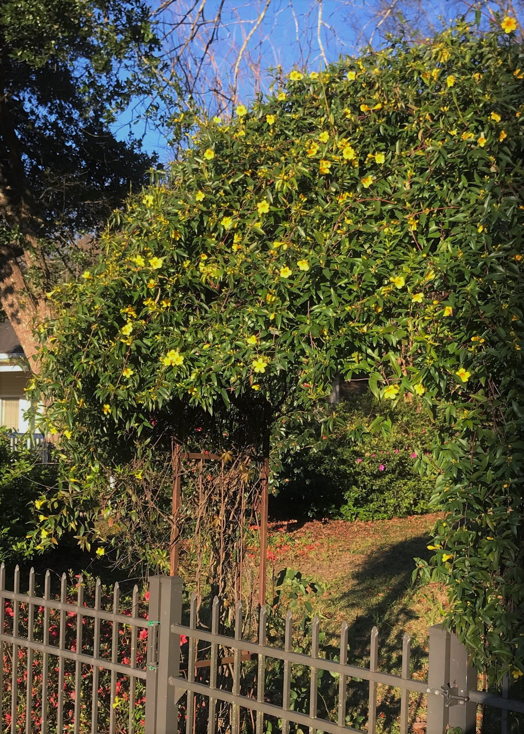 Expert Gardener Carolina Jessamine (2.5 Quart) Semi-Evergreen Blooming Vine with Yellow Flowers