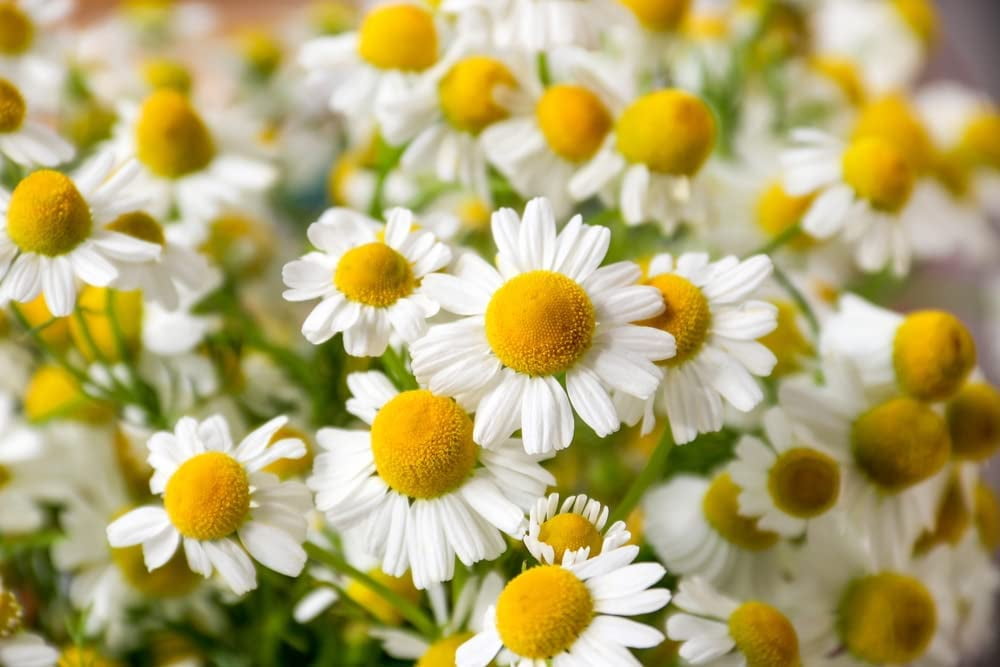 1,000+ Chamomile Herb, German Heirloom Seeds Matricaria chamomilla