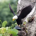 thumbnail image 4 of Figuras de acción de simulación de aves, animales, búho, flamenco, avestruz, loro, águila, guacamayo escarlata, pavo real, tucán, albatros, juguetes en miniatura, 4 of 5