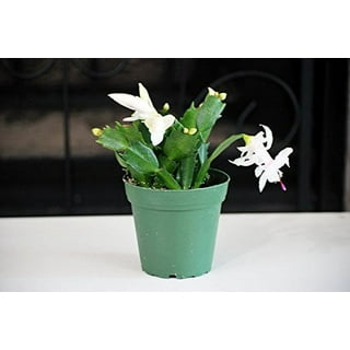 5-Inch Decoration Plant Mini Assorted Artificial Cactus Plants, Faux Cacti  Assortment in Square White Pots, Set of 4 or Can Mix by Yourself for Home  Decoration - China Artificial Flower and Decoration
