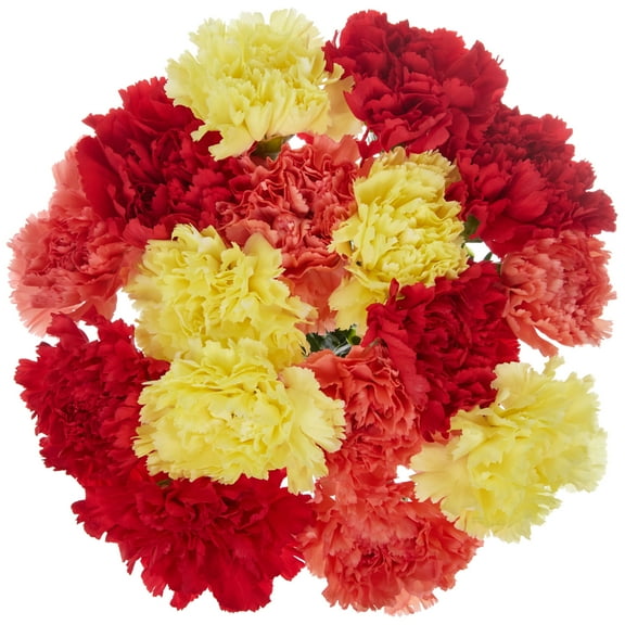 Large Rainbow Carnations Fresh Cut Flowers