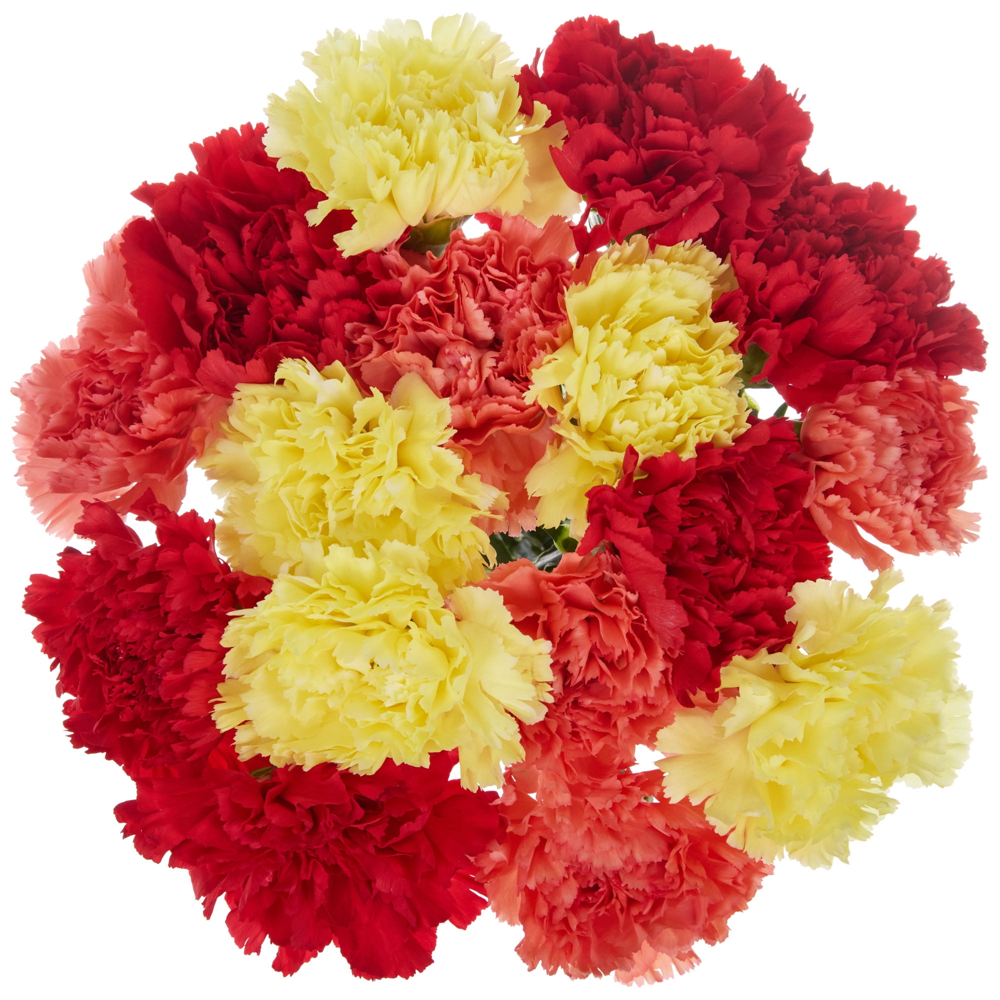 Rainbow Carnation Flower Bunch Large, Colors May Vary