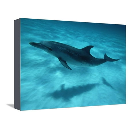 Spotted Dolphin - Atlantic Spotted Dolphin and Shadow on Seabed, Bahamas Stretched Canvas Print Wall Art By Todd Pusser
