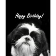 thumbnail image 3 of CafePress - Birthday Shih Tzu Greeting Cards - Greeting Card, Blank Inside Glossy, 3 of 3