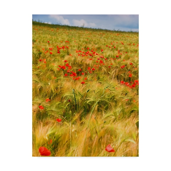 Trademark Fine Art 'Poppies in Field I' Canvas Art by Colby Chester