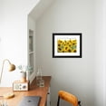 thumbnail image 4 of Sunflowers, Colorado, USA, Botanical Scenic Framed Art Print Wall Art by Terry Eggers Sold by Art.Com, 4 of 5